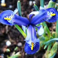 Attēlu rezultāti vaicājumam “Iris reticulata flower”
