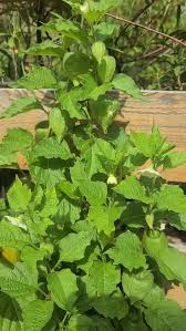Attēlu rezultāti vaicājumam “Physalis alkekengi leaf”