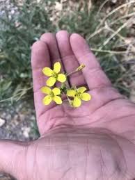 Attēlu rezultāti vaicājumam “Diplotaxis tenuifolia bud”