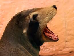 Image result for Zalophus californianus