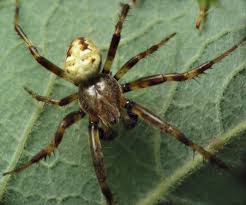 Attēlu rezultāti vaicājumam “Araneus quadratus male”