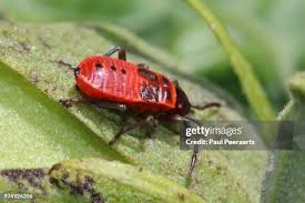 Attēlu rezultāti vaicājumam “Pyrrhocoris apterus nymph”