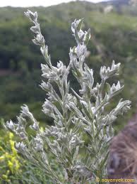 Attēlu rezultāti vaicājumam “Filago arvensis”