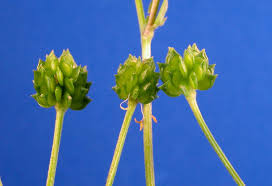 Attēlu rezultāti vaicājumam “Ranunculus acris fruit”