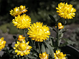 Image result for Helichrysum subulifolium