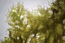 Attēlu rezultāti vaicājumam “Ptilidium pulcherrimum sporophyte”