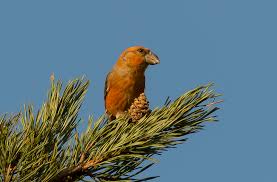 Attēlu rezultāti vaicājumam “Loxia pytyopsittacus male”