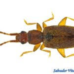 Attēlu rezultāti vaicājumam “Silvanidae”