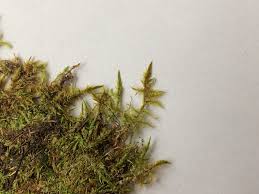 Attēlu rezultāti vaicājumam “Calliergonella cuspidata”