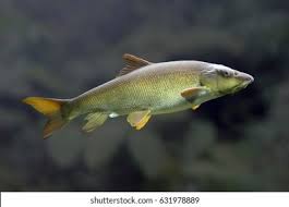 Image result for Barbus barbus
