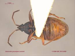 Attēlu rezultāti vaicājumam “Gastrodes grossipes”