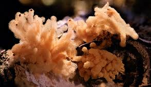 Attēlu rezultāti vaicājumam “Heterotrichia obvelata (syn. Arcyria obvelata) spores”