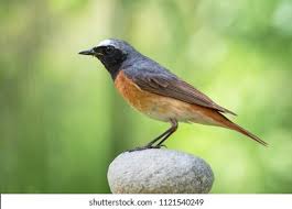 Attēlu rezultāti vaicājumam “Phoenicurus phoenicurus male”