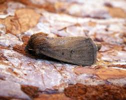 Attēlu rezultāti vaicājumam “Colostygia pectinataria male”