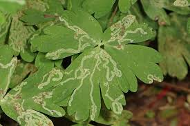 Attēlu rezultāti vaicājumam “Phytomyza minuscula”