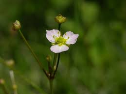 Attēlu rezultāti vaicājumam “Alisma lanceolatum”