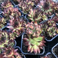 Image result for echtes Hauswurz