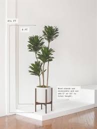 Attēlu rezultāti vaicājumam “Conardia compacta”