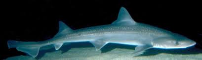 Image result for Mustelus antarcticus