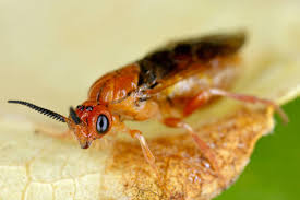 Attēlu rezultāti vaicājumam “Neodiprion sertifer”