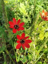 Image result for Adonis aestivalis