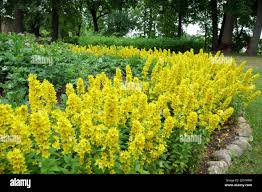 Attēlu rezultāti vaicājumam “Lysimachia punctata”