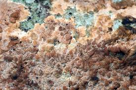 Attēlu rezultāti vaicājumam “Corticium roseum”