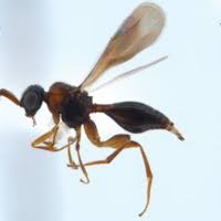 Attēlu rezultāti vaicājumam “Dasytes caeruleus imago”