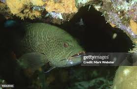 Image result for Epinephelus morio