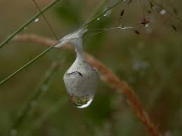 Attēlu rezultāti vaicājumam “Agroeca brunnea”
