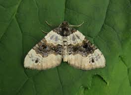 Attēlu rezultāti vaicājumam “Cosmorhoe ocellata”