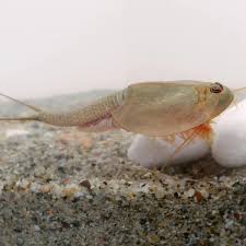 Attēlu rezultāti vaicājumam “Trichia longipalpis”