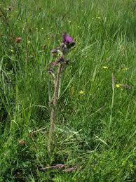 Attēlu rezultāti vaicājumam “Cirsium palustre”
