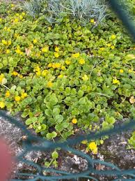 Image result for Lysimachia nummularia