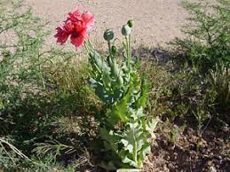 Attēlu rezultāti vaicājumam “Papaver somniferum flower”