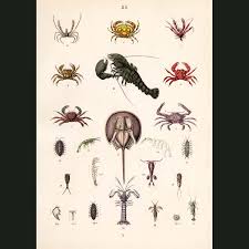 Attēlu rezultāti vaicājumam “Crustacea”