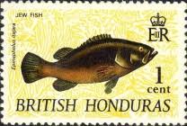 Image result for Epinephelus itajara