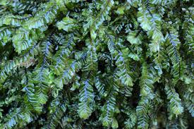 Attēlu rezultāti vaicājumam “Campylophyllum calcareum”