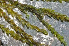 Attēlu rezultāti vaicājumam “Fontinalis antipyretica”