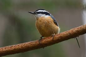 Attēlu rezultāti vaicājumam “Sitta europaea male”