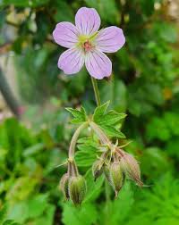 Attēlu rezultāti vaicājumam “Geranium sylvaticum bud”