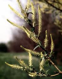 Attēlu rezultāti vaicājumam “Salix triandra”