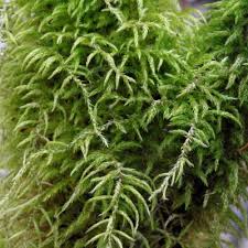 Attēlu rezultāti vaicājumam “Sciuro-hypnum populeum”