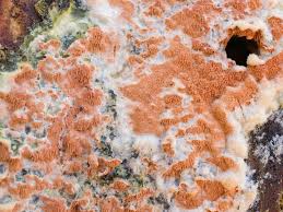 Attēlu rezultāti vaicājumam “Gloeoporus taxicola”