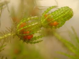 Attēlu rezultāti vaicājumam “Chara aspera”