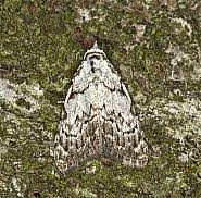 Attēlu rezultāti vaicājumam “Nola confusalis”