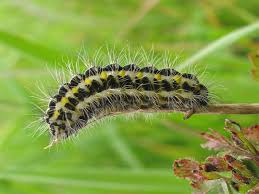 Attēlu rezultāti vaicājumam “Zygaena lonicerae”