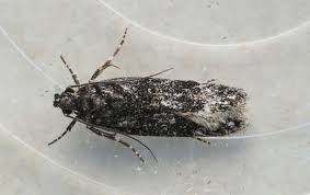 Attēlu rezultāti vaicājumam “Gelechia scotinella”