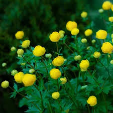 Attēlu rezultāti vaicājumam “Trollius europaeus fruit”