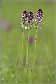 Attēlu rezultāti vaicājumam “Orchis ustulata”